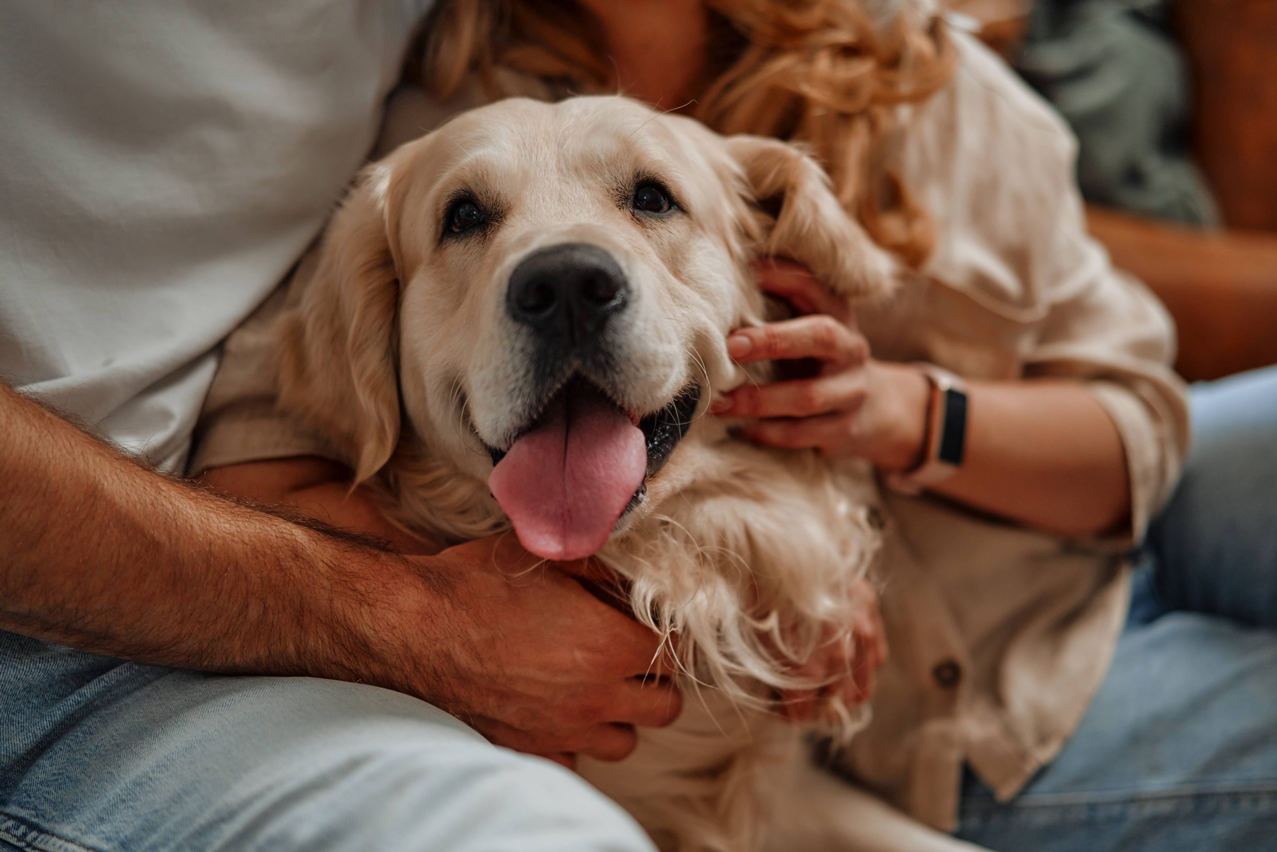 How Pet Insurance Can Help You Provide the Best Care for Your Pet