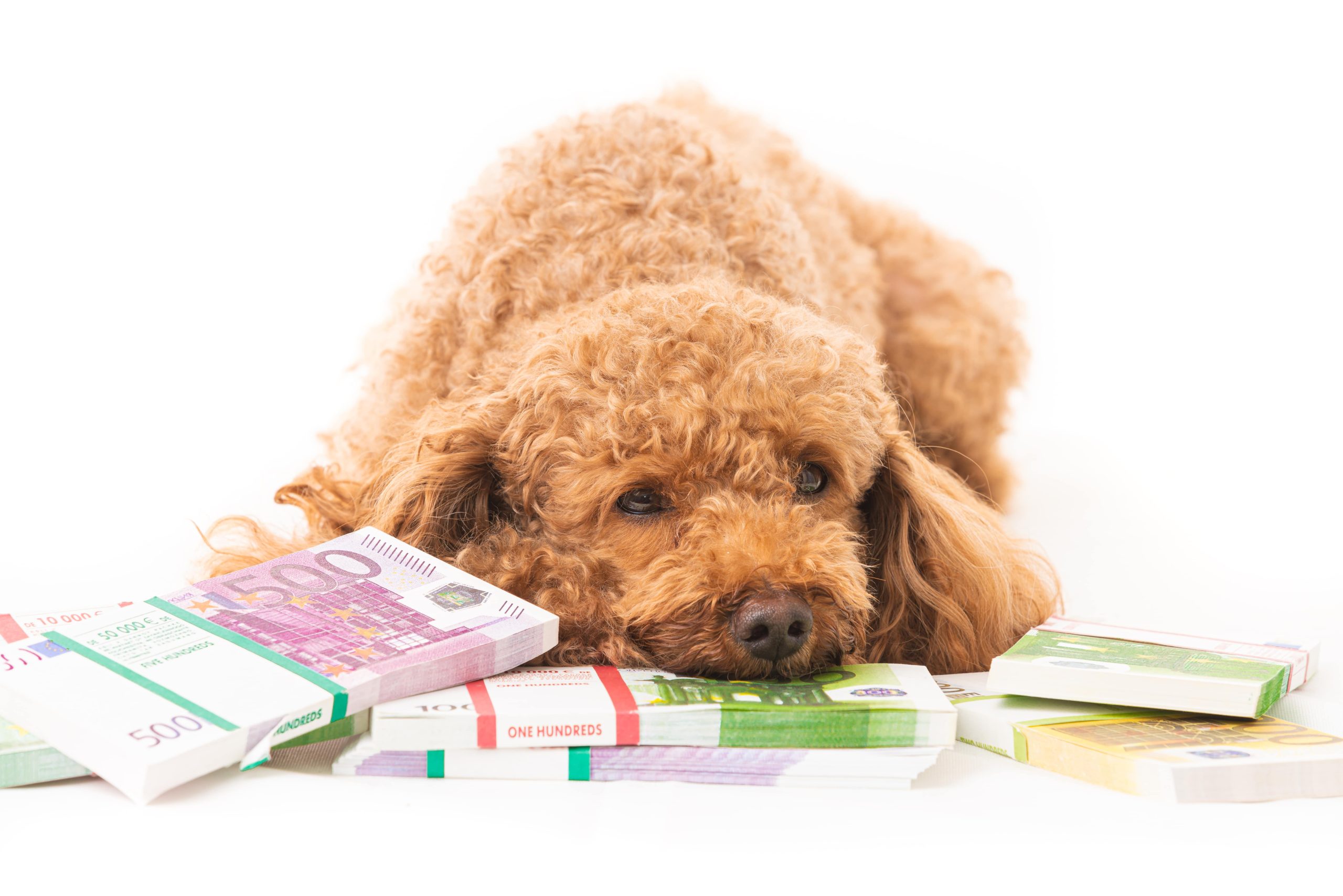 How to Save Money with Pet Insurance: Tips and Tricks
