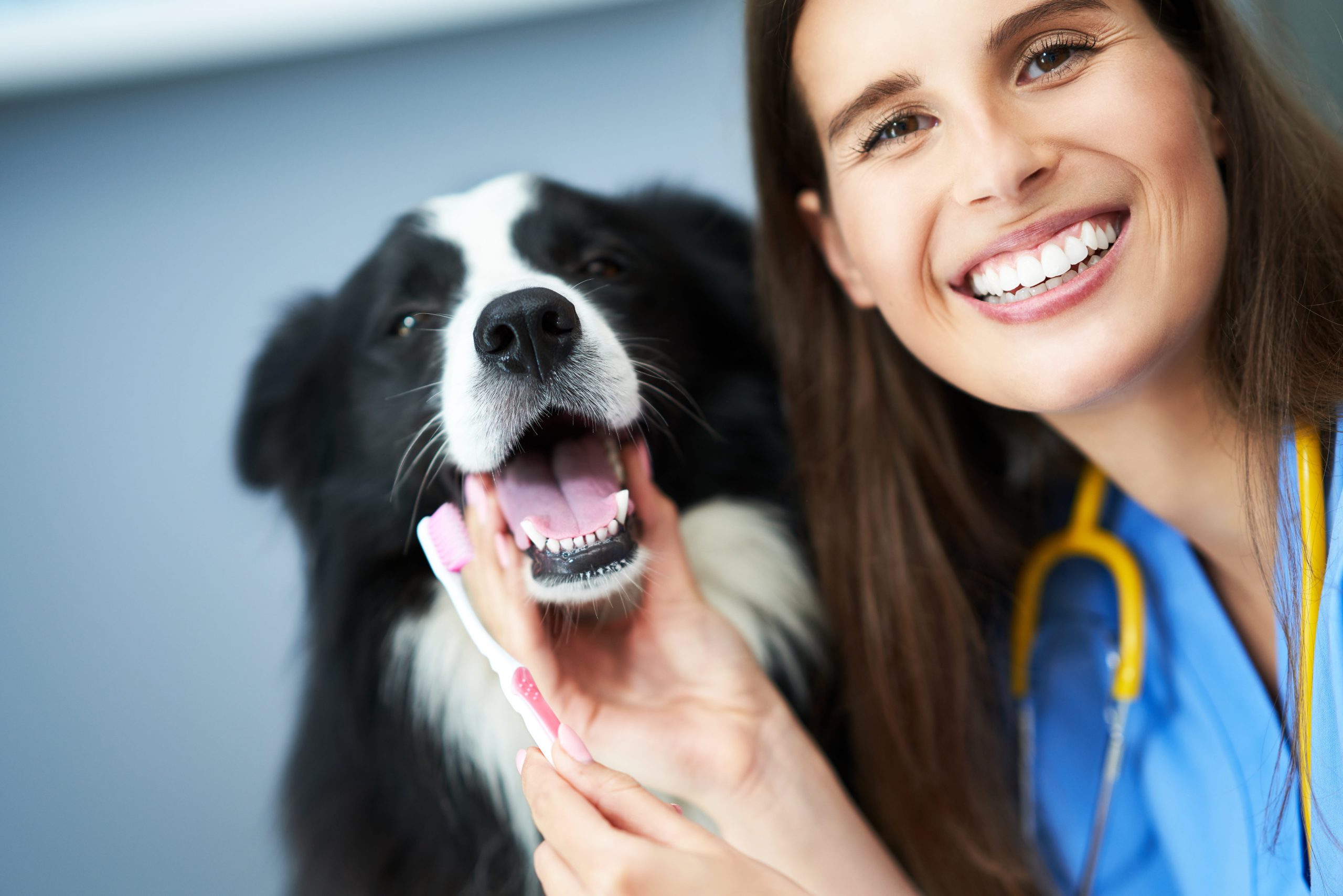 Dental Health in Dogs & Cats: Is Your Pet’s Smile Covered?